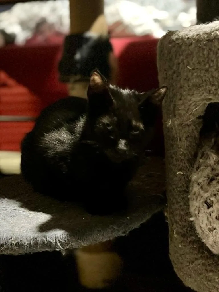 Slimshady thumbnail 2