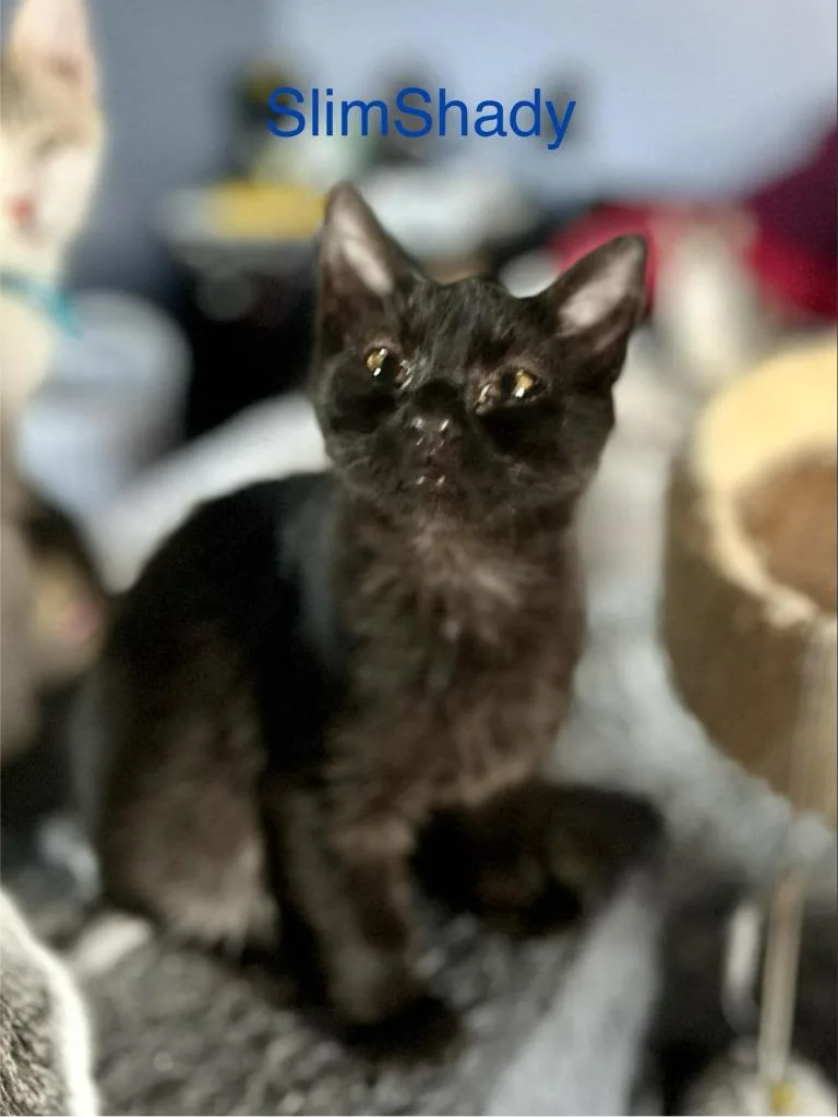 Slimshady thumbnail 3