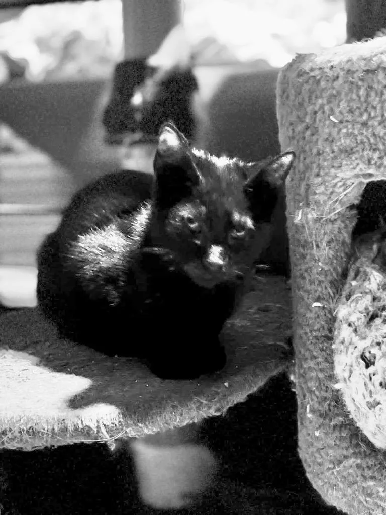 Slimshady thumbnail 4