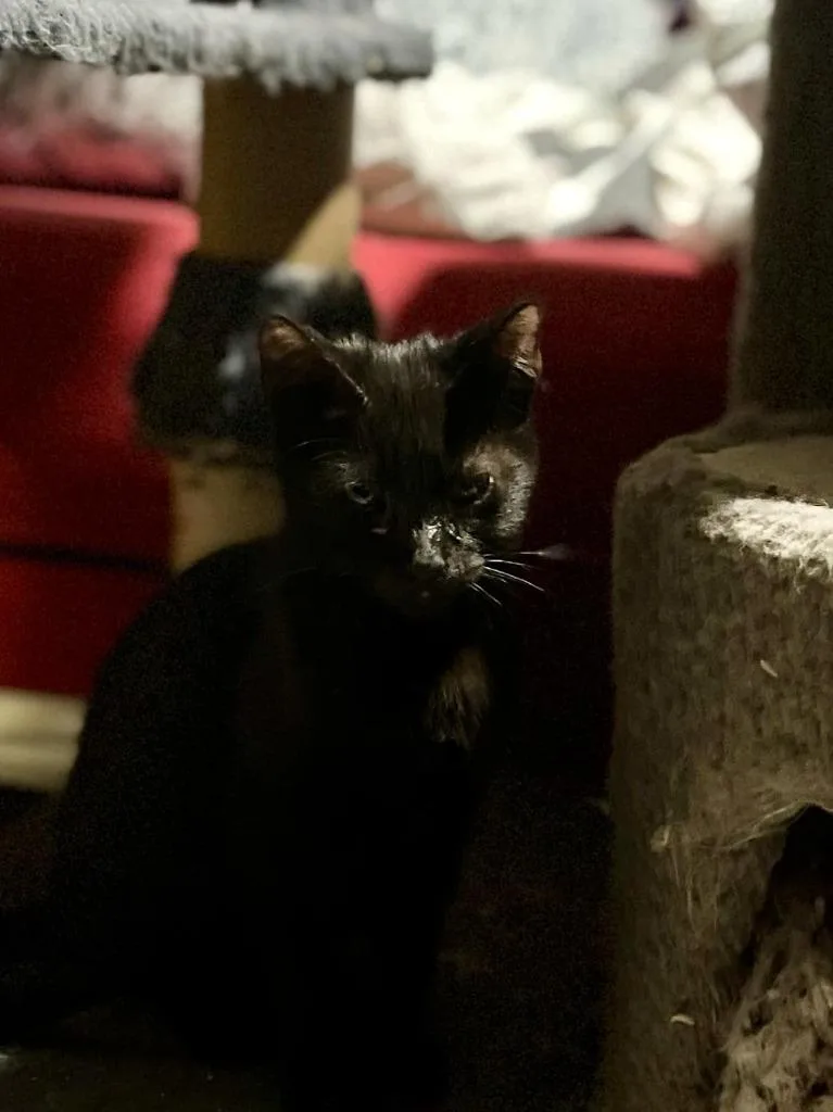 Slimshady thumbnail 5