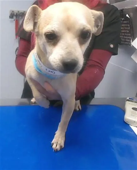 An adult small-sized male Chihuahua dog named Skip for adoption in Phoenix, AZ