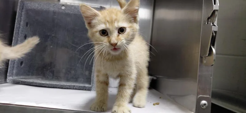 A baby small-sized male Domestic Short Hair cat named Ty for adoption in Henderson, NC