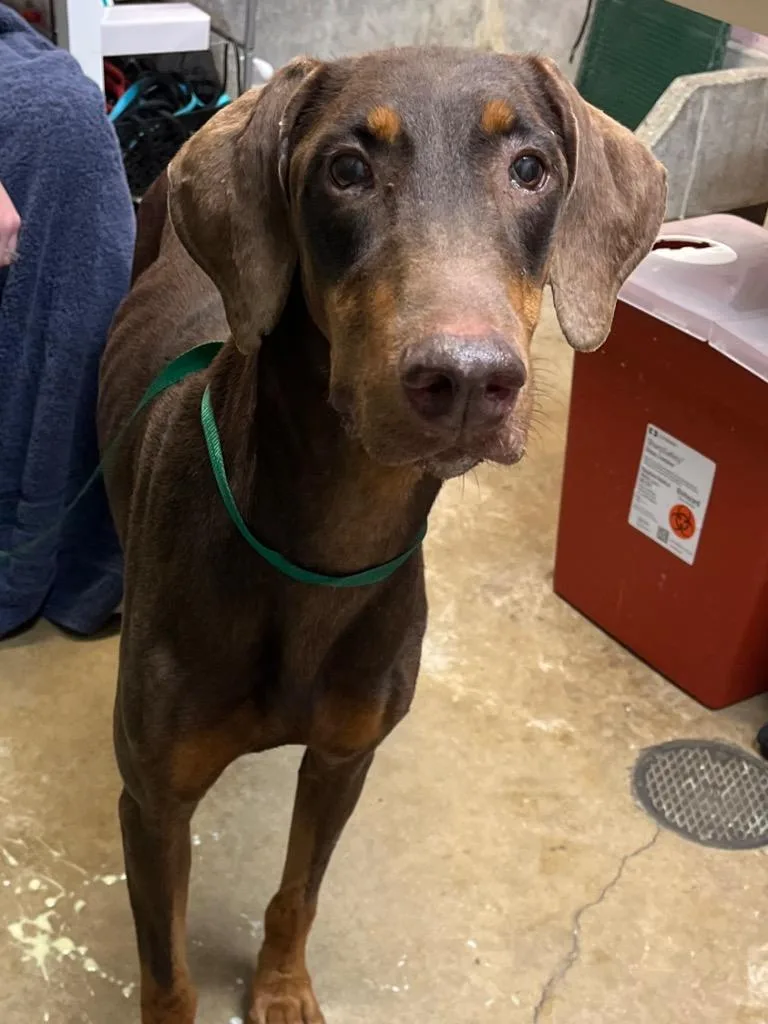 A young medium-sized female Doberman Pinscher dog named Gwen for adoption in New Braunfels, TX