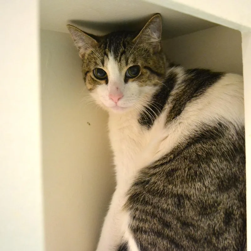 A young large-sized male Brown / Chocolate Domestic Short Hair cat named Tedward for adoption in Pasadena, CA