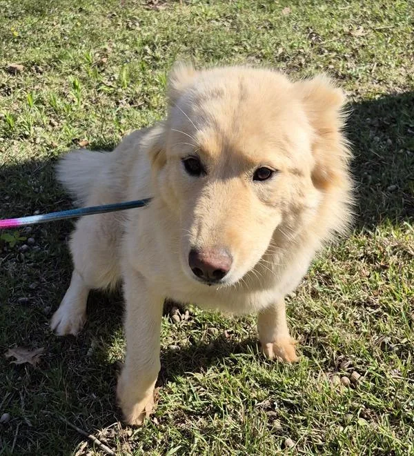 An adult large-sized female Siberian Husky dog named Pen D Teddie for adoption in Lawrenceville, GA