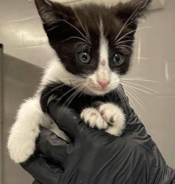 A baby small-sized male Domestic Short Hair cat named Momo for adoption in Escondido, CA