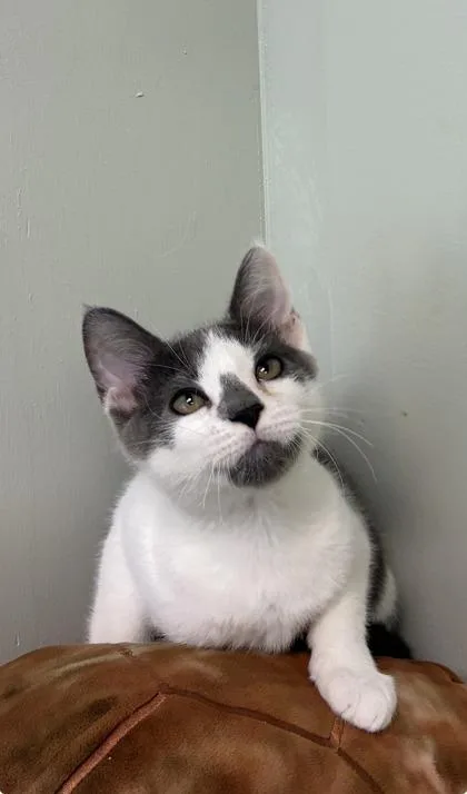 A baby medium-sized male Domestic Short Hair cat named Cookie for adoption in Picayune, MS