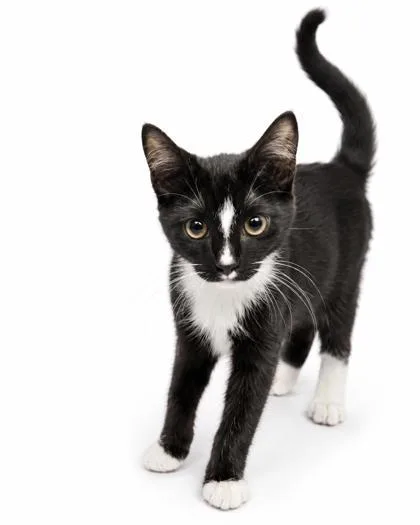 A baby small-sized male Domestic Short Hair cat named Figaro for adoption in Cumming, GA