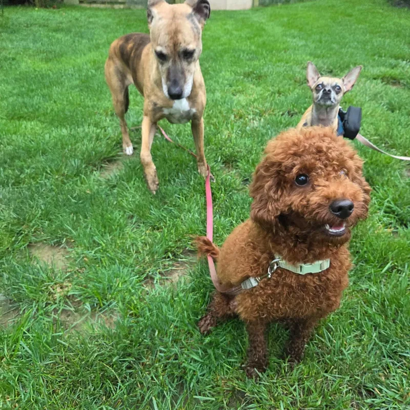 A young small-sized female Red / Chestnut / Orange Poodle (Toy) dog named Luna for adoption in Columbia, MD