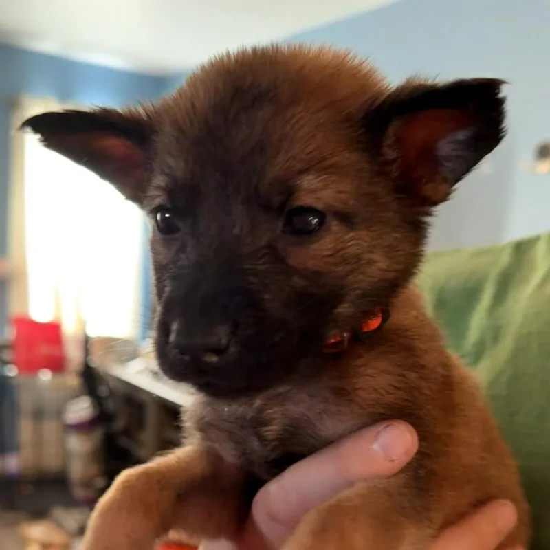 A baby small-sized female Brown / Chocolate Shepherd dog named Jyn for adoption in Saint John, IN