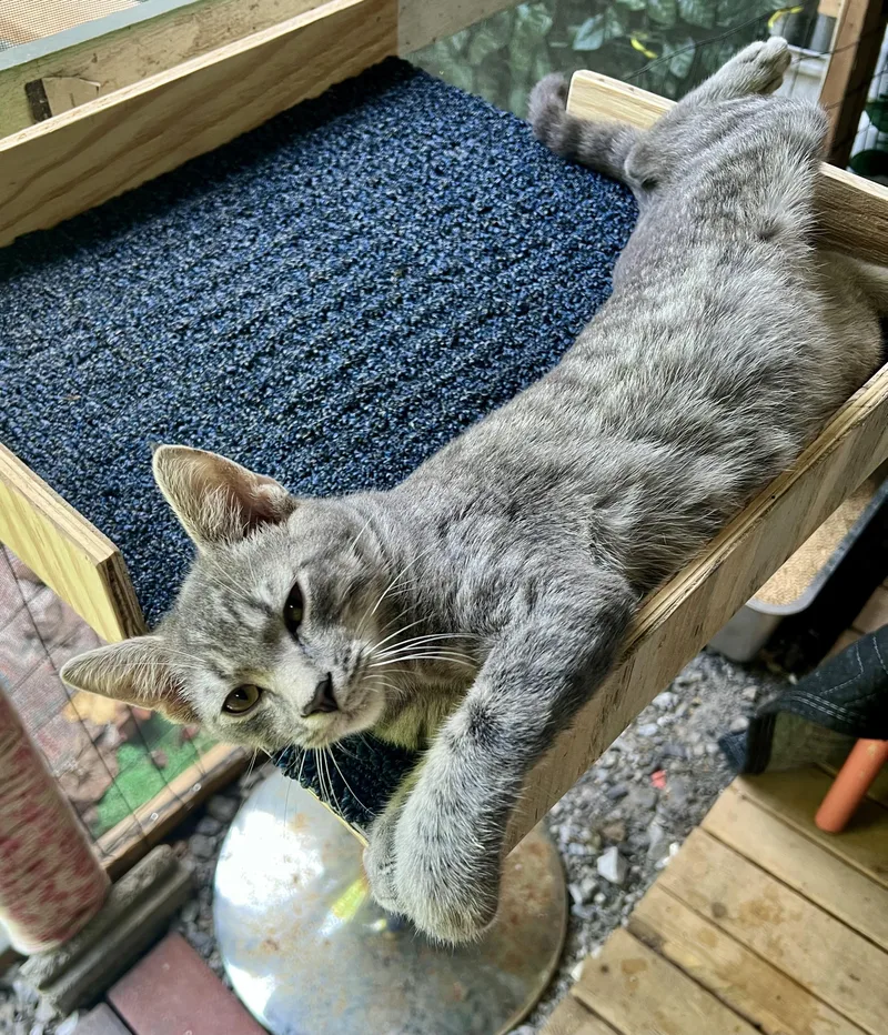 A baby small-sized male Domestic Short Hair cat named Magnum for adoption in Johnson City, TN
