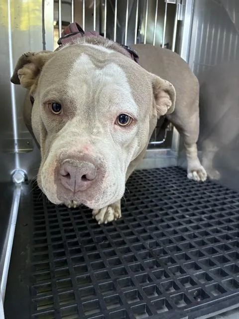 An adult large-sized female Mixed Breed dog named Bonnie for adoption in Dallas, TX