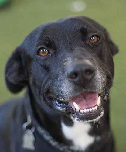 An adult medium-sized female Black Labrador Retriever dog named Dandeloosha for adoption in Encinitas, CA