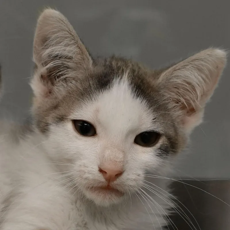 A baby small-sized male Gray / Blue / Silver Domestic Short Hair cat named Enchilada for adoption in Ottawa, KS