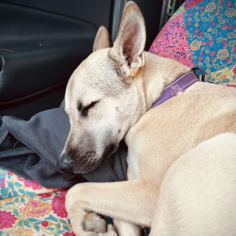 Miss Lovie thumbnail 2