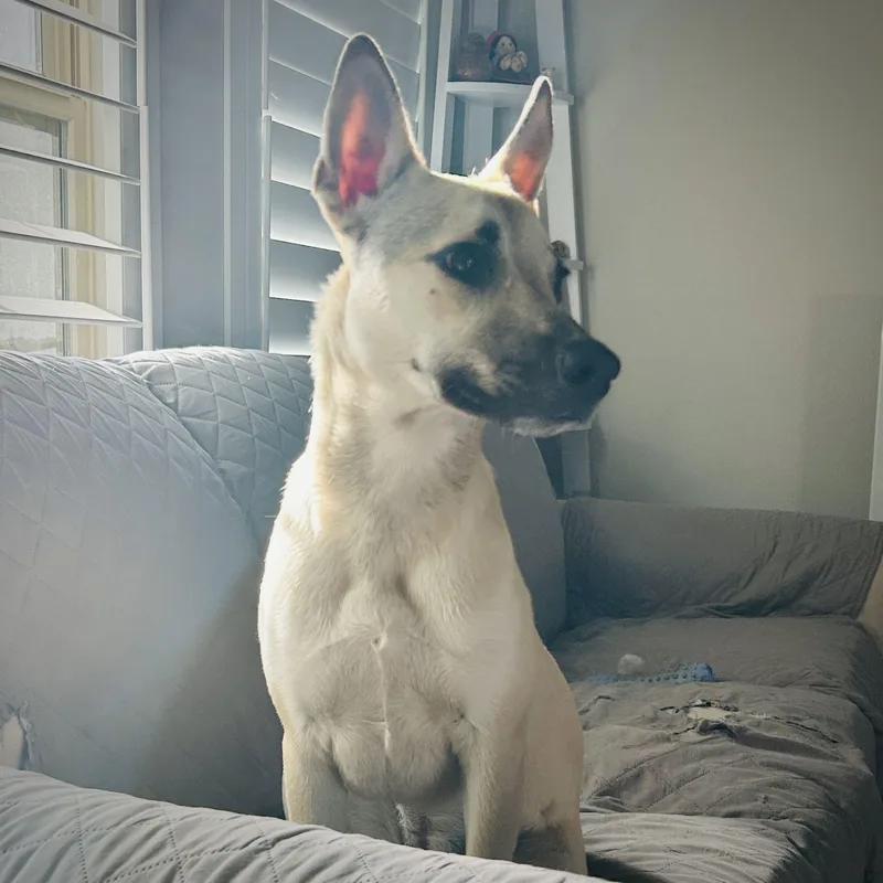 A young medium-sized female Apricot / Beige German Shepherd Dog dog named Miss Lovie for adoption in Austin, TX
