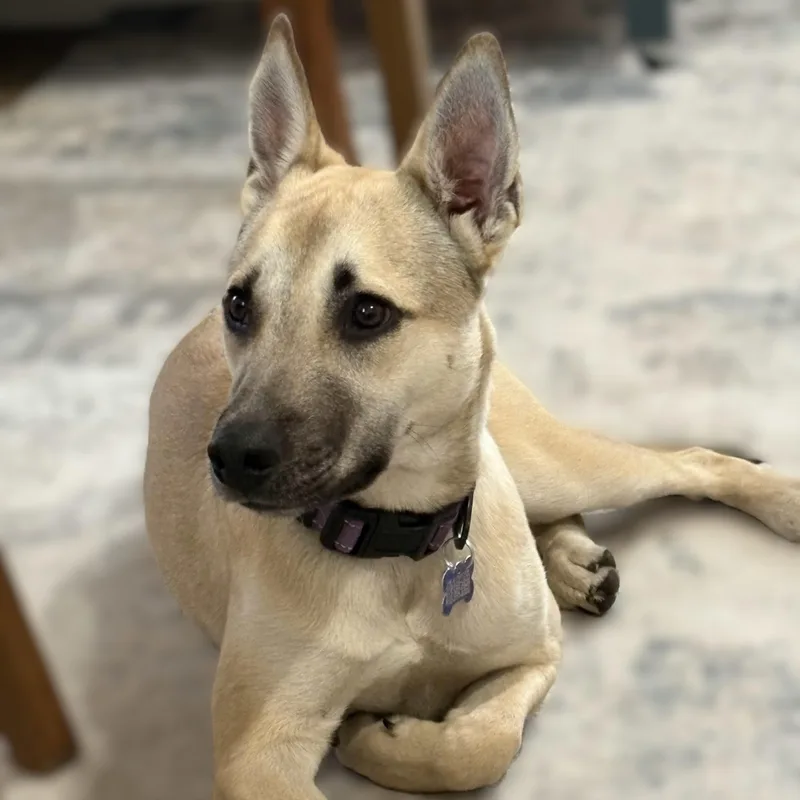 Miss Lovie thumbnail 5