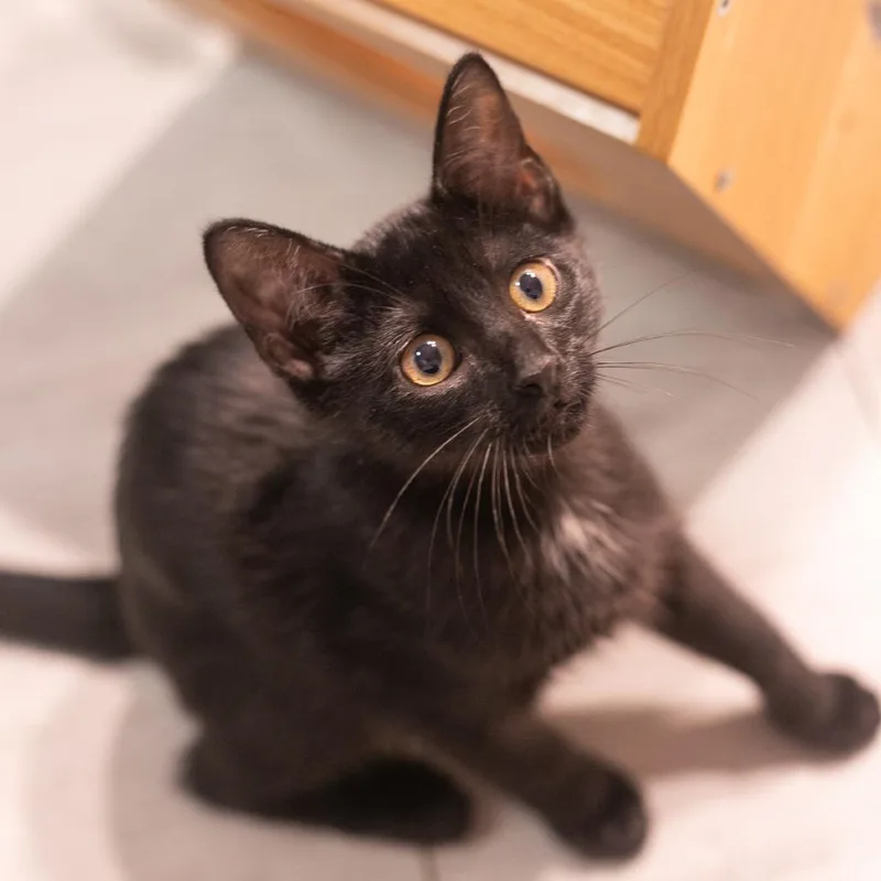 Marlo