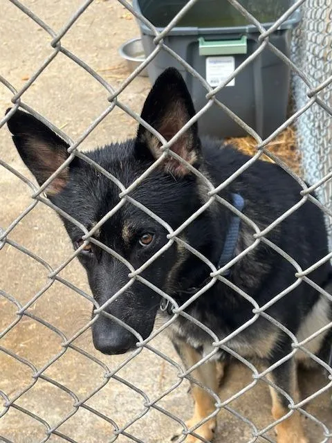 A young large-sized male German Shepherd Dog dog named Kota for adoption in Princeton, IN
