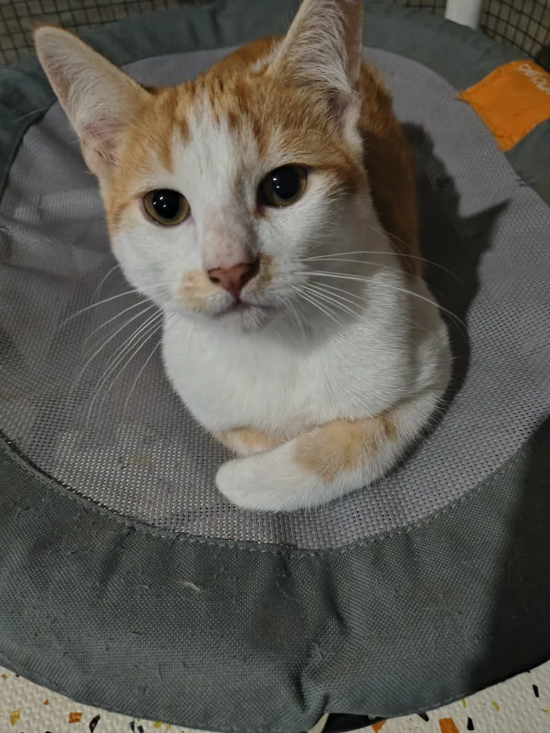 A baby medium-sized male Tabby (Orange / Red) Domestic Short Hair cat named Wadsworth for adoption in Overland Park, KS