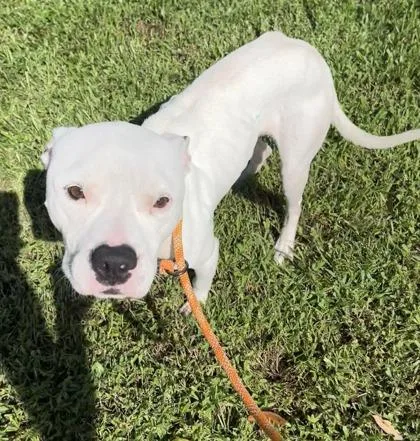 An adult medium-sized male Mixed Breed dog named Eminem for adoption in Vero Beach, FL