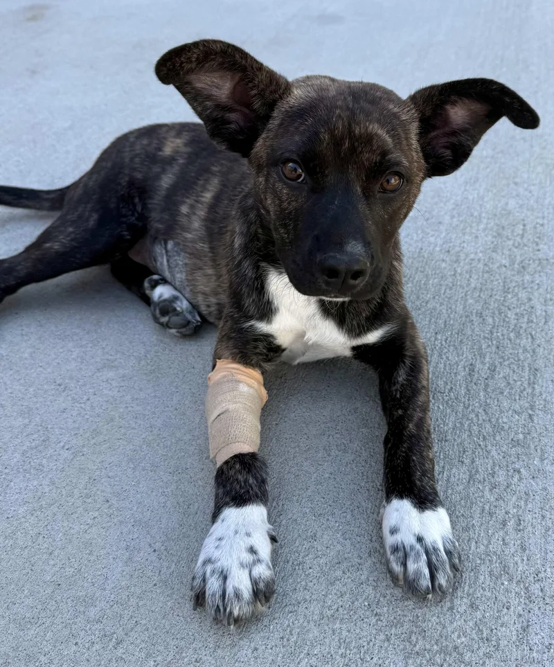 A baby medium-sized female Pit Bull Terrier dog named 295-26 for adoption in Brighton, CO