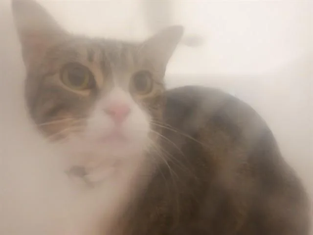 An adult large-sized female Domestic Short Hair cat named Buttons for adoption in San Jose, CA