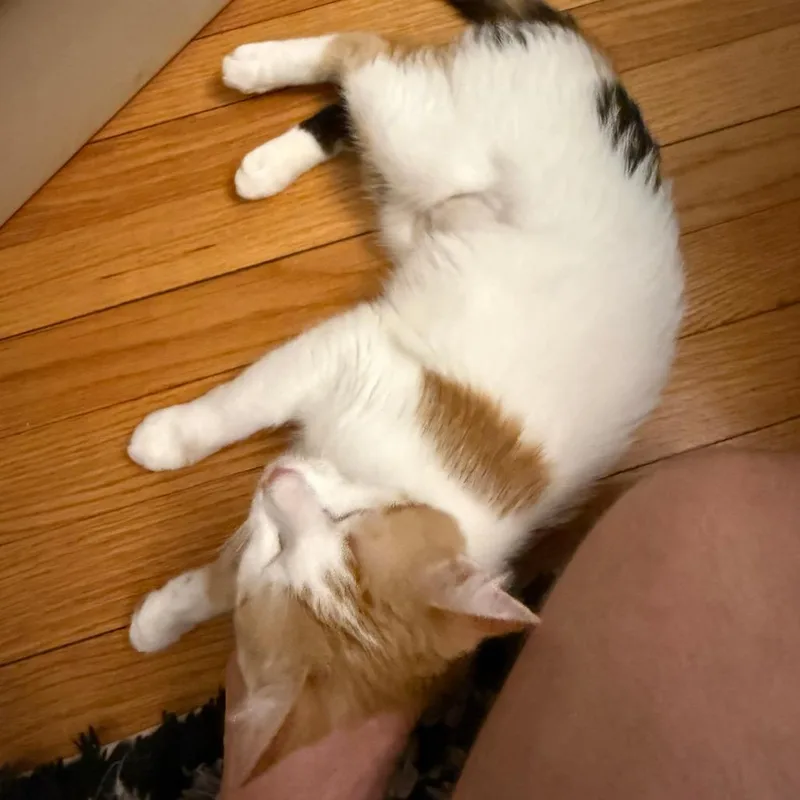 A young small-sized female White Domestic Short Hair cat named Winnie for adoption in Staten Island, NY