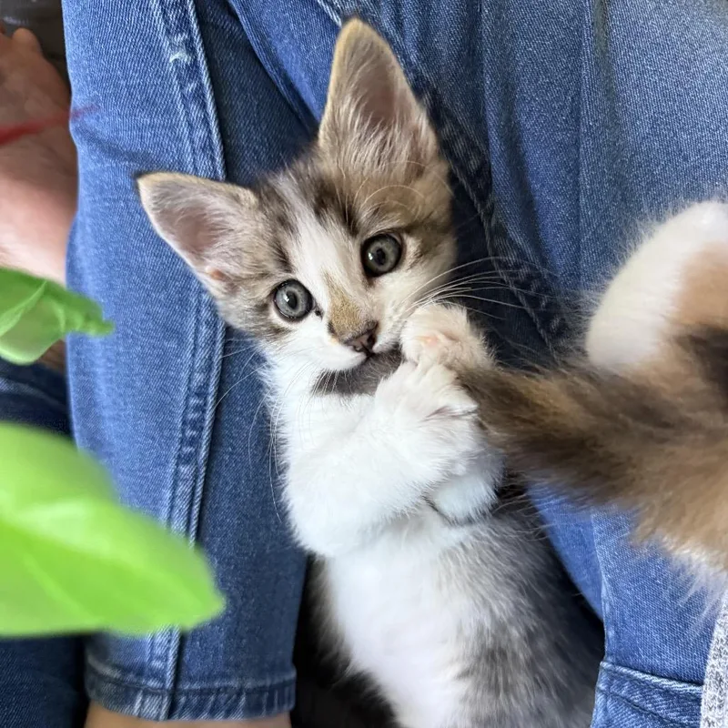 A baby small-sized male Brown / Chocolate Domestic Short Hair cat named Dusty for adoption in Tustin, CA