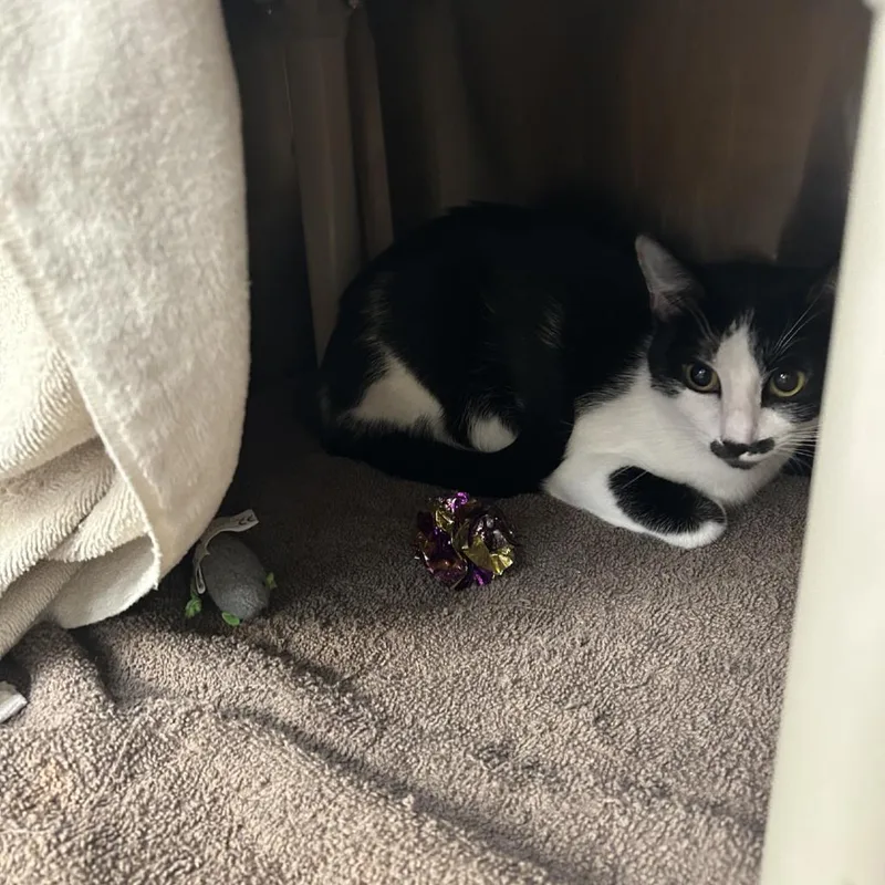 An adult medium-sized female Black Domestic Short Hair cat named Namira for adoption in Lakewood, CO