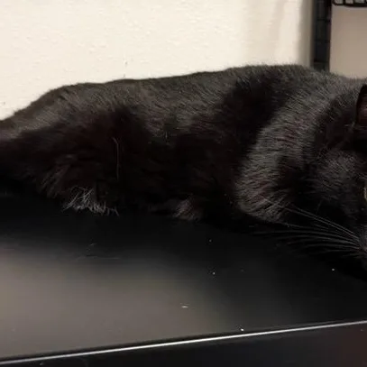 An adult medium-sized male Black Domestic Medium Hair cat named Thistle for adoption in Houston, TX