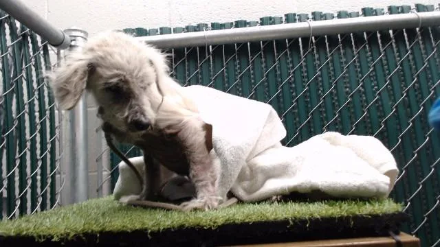A senior small-sized female Terrier dog named Meredith for adoption in Downey, CA
