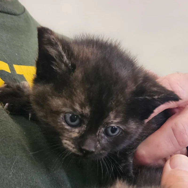 A baby small-sized female Tortoiseshell Domestic Short Hair cat named Azula for adoption in Montgomery, AL