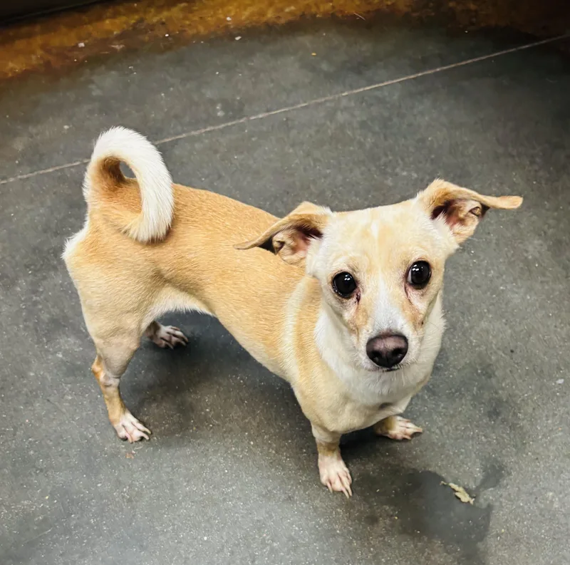 An adult small-sized female Chihuahua dog named Selena for adoption in Council Bluffs, IA