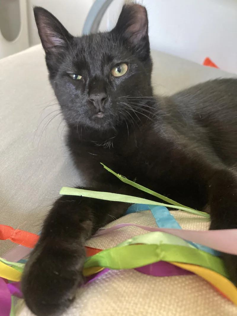 A young medium-sized male Black Domestic Short Hair cat named Hoot for adoption in CHICAGO, IL
