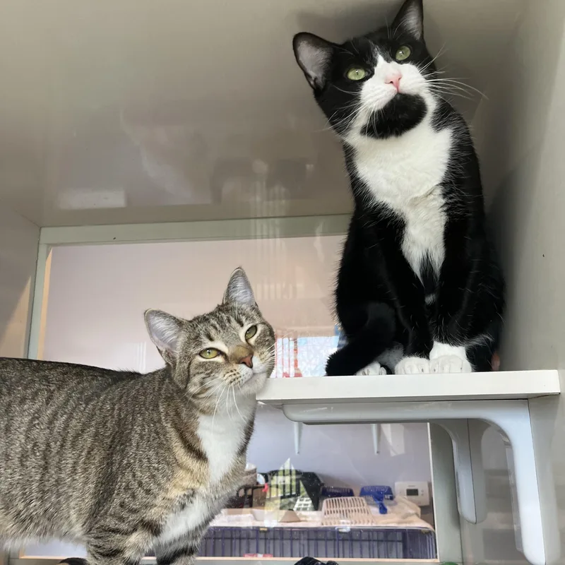 An adult medium-sized male Black & White / Tuxedo Domestic Short Hair cat named Frankie And Mittens for adoption in Salisbury, MA