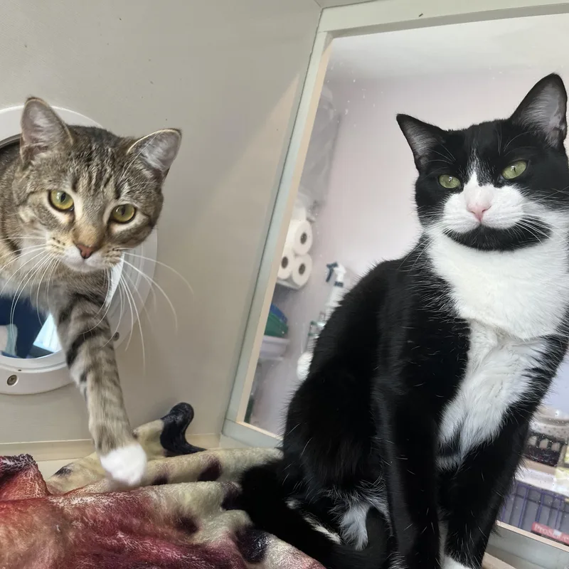 Frankie And Mittens thumbnail 2