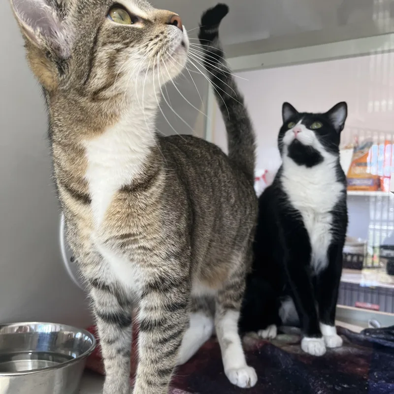 Frankie And Mittens thumbnail 3