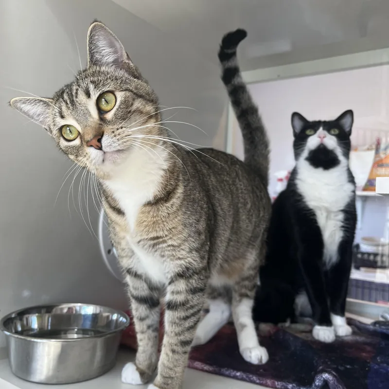 Frankie And Mittens thumbnail 4