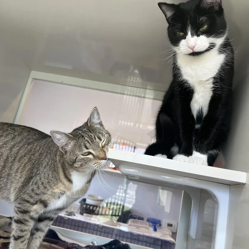 Frankie And Mittens thumbnail 5