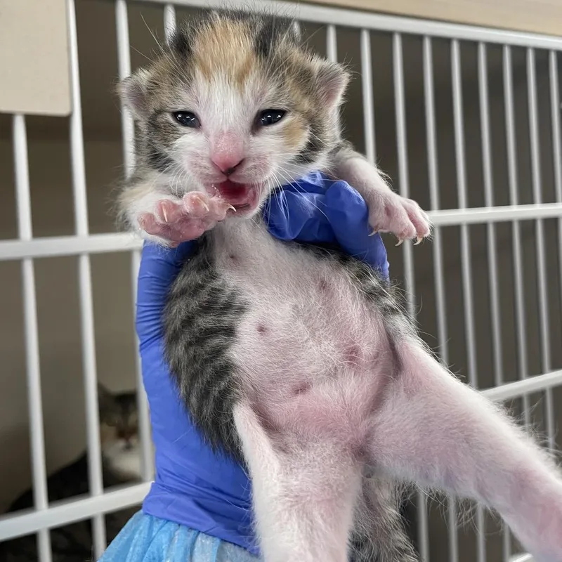 A baby small-sized female Brown / Chocolate Domestic Short Hair cat named Manhattan for adoption in New York, NY