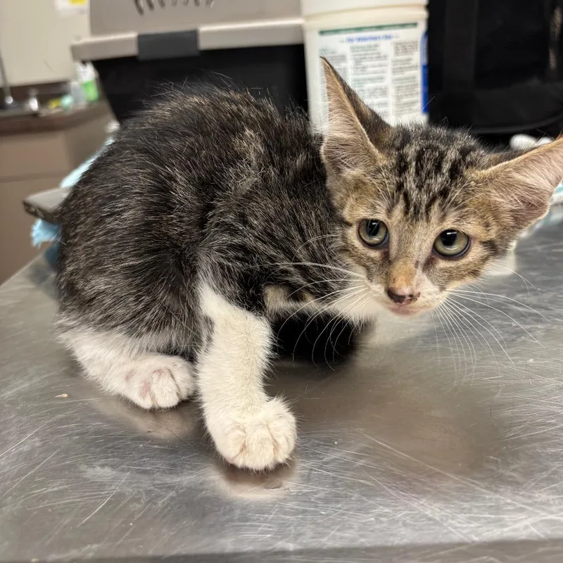 A baby small-sized male Gray / Blue / Silver American Wirehair cat named C for adoption in Portland, TX