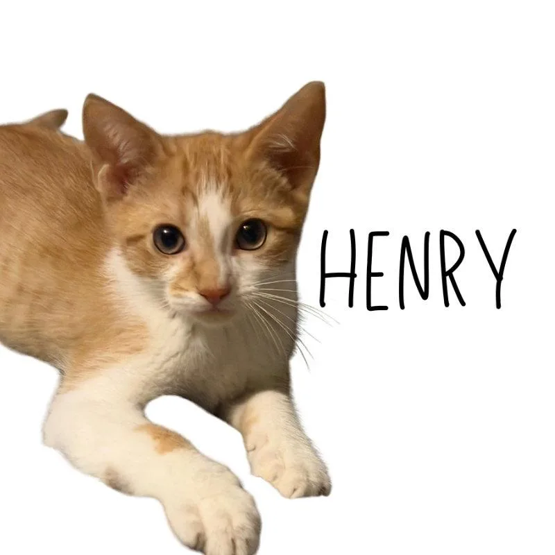 Henry