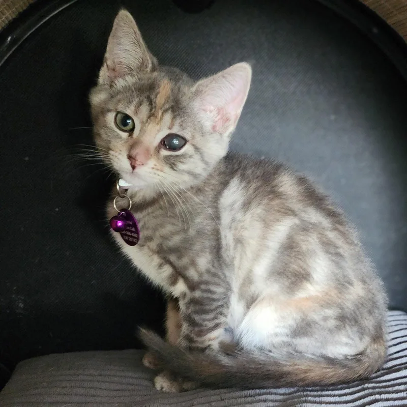 A baby medium-sized female Tabby cat named Trouble for adoption in Pasco, WA