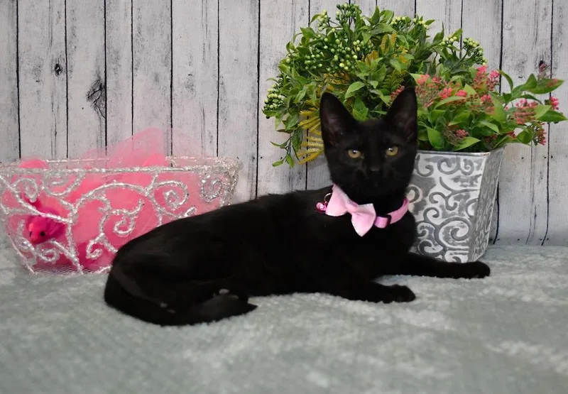 A baby small-sized female Domestic Short Hair cat named Stella for adoption in Roanoke, TX