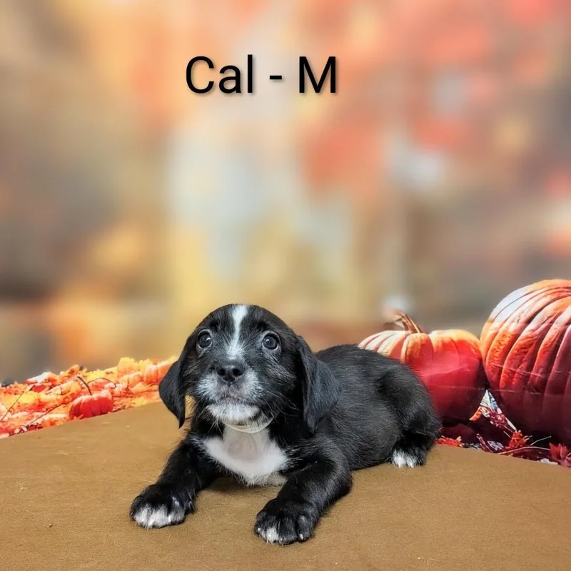 A baby medium-sized male Black Mixed Breed dog named Cal for adoption in Griswold, CT