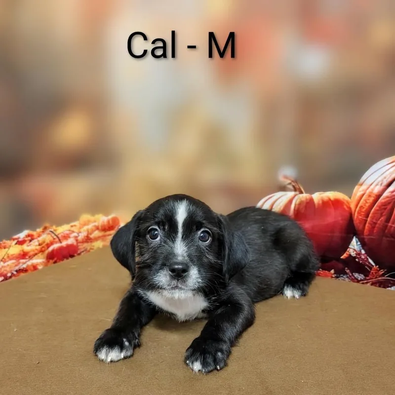 Cal thumbnail 2