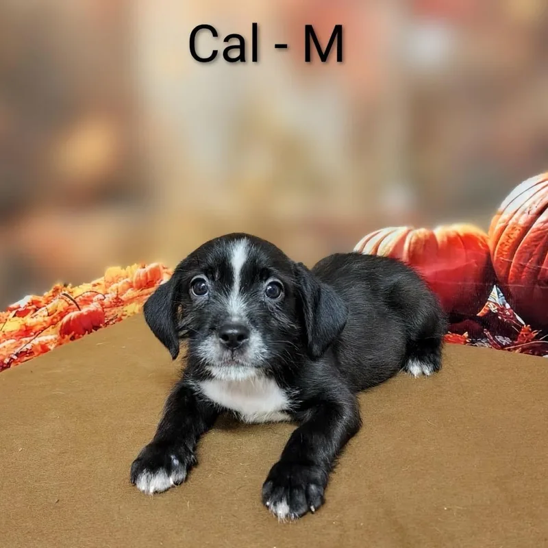 Cal thumbnail 3