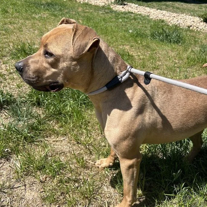 Butterscotch "mercy"