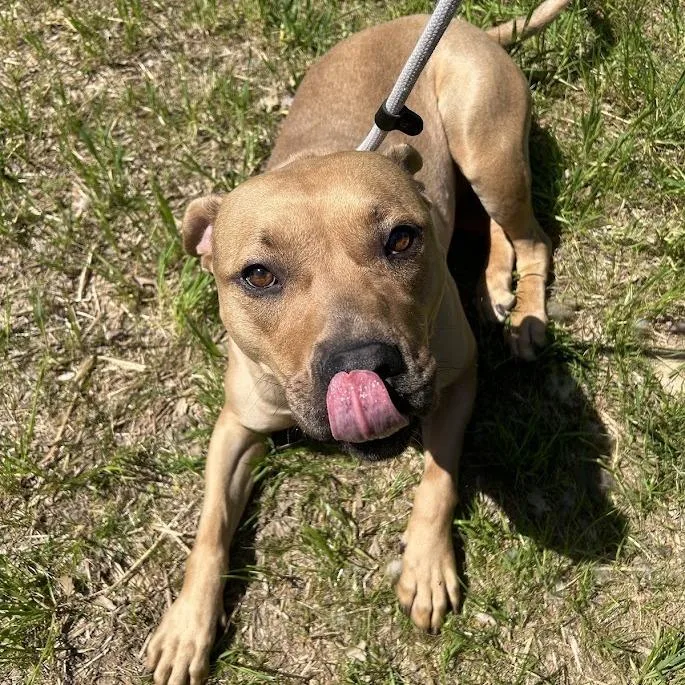 Butterscotch "mercy" thumbnail 2